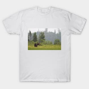 Grassy marsh moose - Algonquin Park, Canada T-Shirt